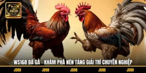 WS168 Đá Gà - Khám Phá Nền Tảng Giải Trí Chuyên Nghiệp
